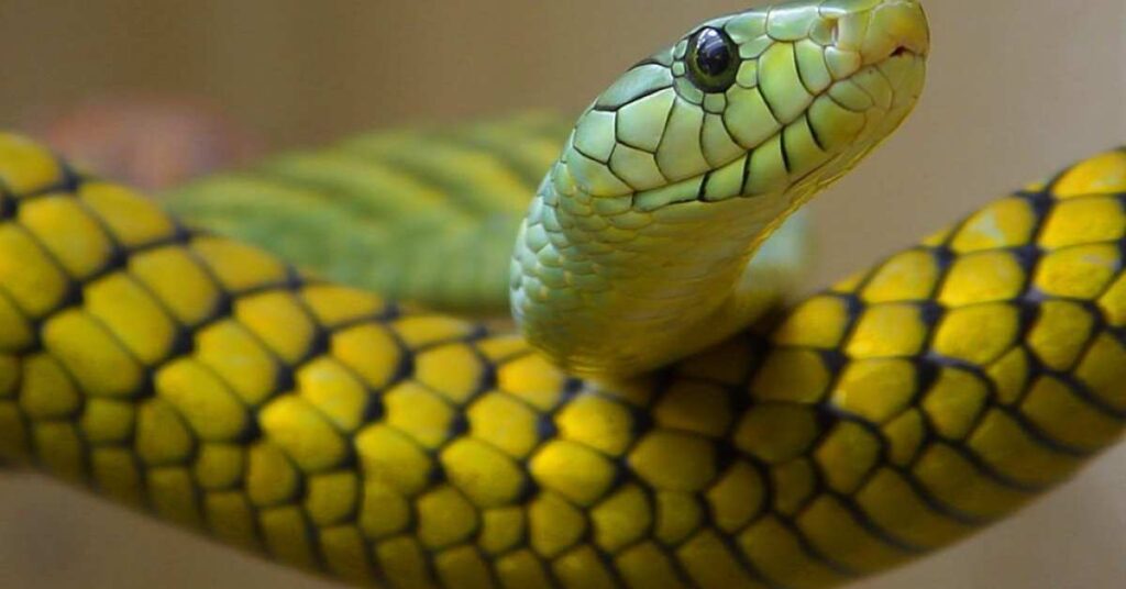 Interpretazione dei sogni - sognare serpenti